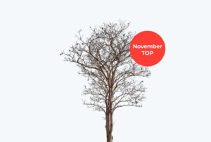 Лучшие ГЕО и вертикали ноября от рекламной сети RichAds